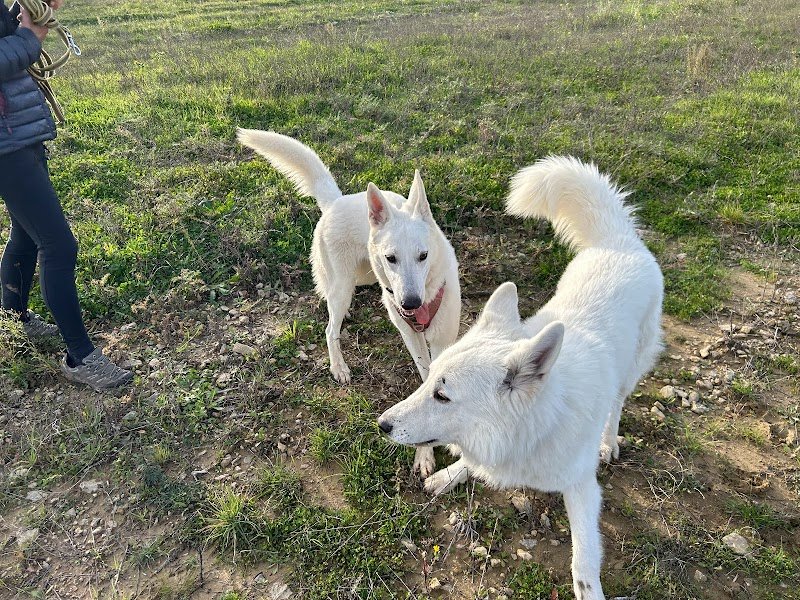 Etho animal - Club canin à Monteux - Éducation bienveillante, agility, ateliers et formations - photo 2