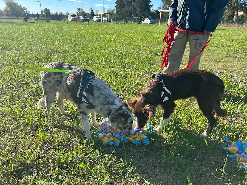 Etho animal - Club canin à Monteux - Éducation bienveillante, agility, ateliers et formations - photo 3