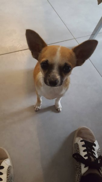 Nicolas Meyer - Comportementaliste animalier & éducateur canin Vaucluse - photo 3