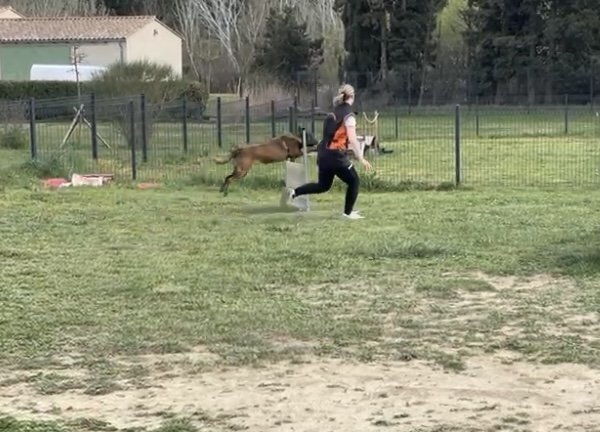 Carla Conscience Canine - photo 2