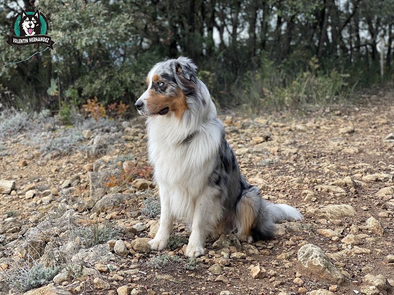 Hernandez Valentin - Educateur Comportementaliste Canin