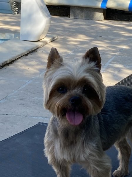 Le Chien Elégant - photo 1