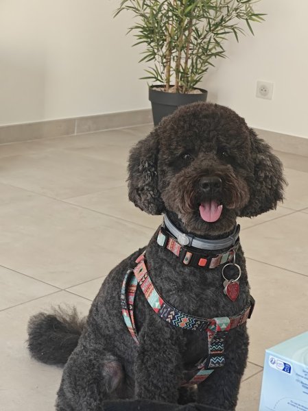 Le Chien Elégant - photo 2