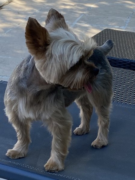 Le Chien Elégant - photo 3