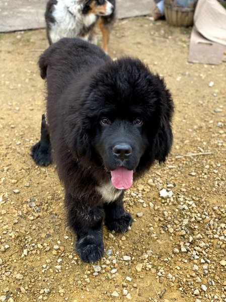 EDUCNOUS : Éducation Canine et Cours pour Chiens - Le Gard (30)