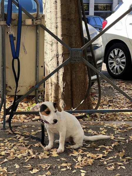 EDUCNOUS : Éducation Canine et Cours pour Chiens - Le Gard (30) - photo 2