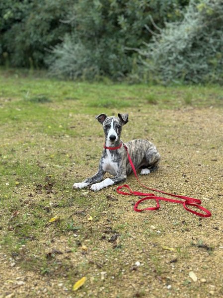 EDUCNOUS : Éducation Canine et Cours pour Chiens - Le Gard (30) - photo 3