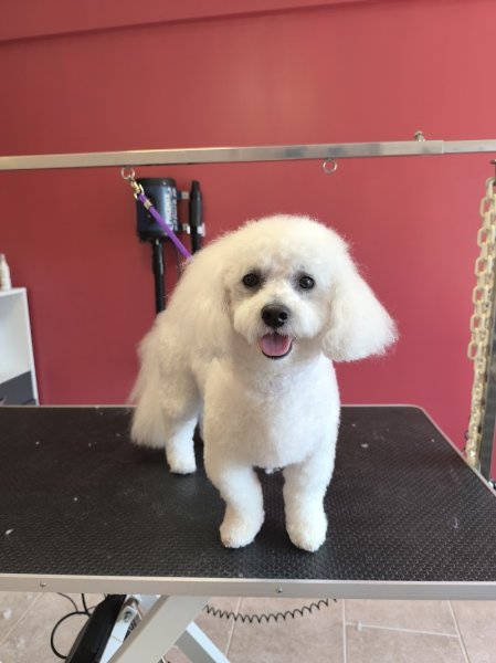 Au Bonheur des Chiens