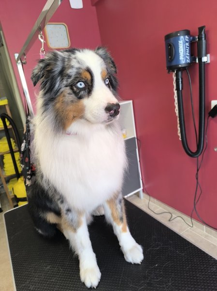 Au Bonheur des Chiens - photo 2