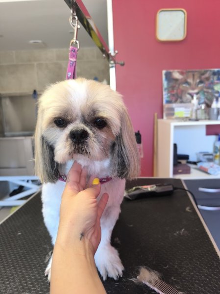 Au Bonheur des Chiens - photo 3