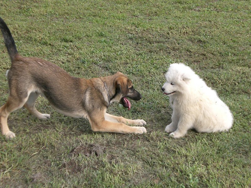 Alex Ciravégna Educateur Canin à Sarrians