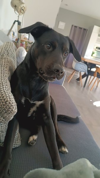 Alex Ciravégna Educateur Canin à Sarrians - photo 2