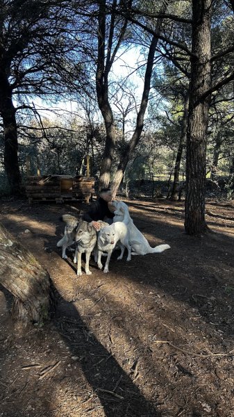 WESTLAND WOLF (éducateur canin comportementaliste) - photo 3