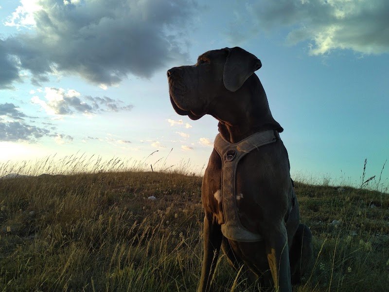 Hélène VIGUIER - Comportementaliste, Éducateur canin