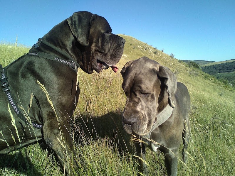 Hélène VIGUIER - Comportementaliste, Éducateur canin - photo 2