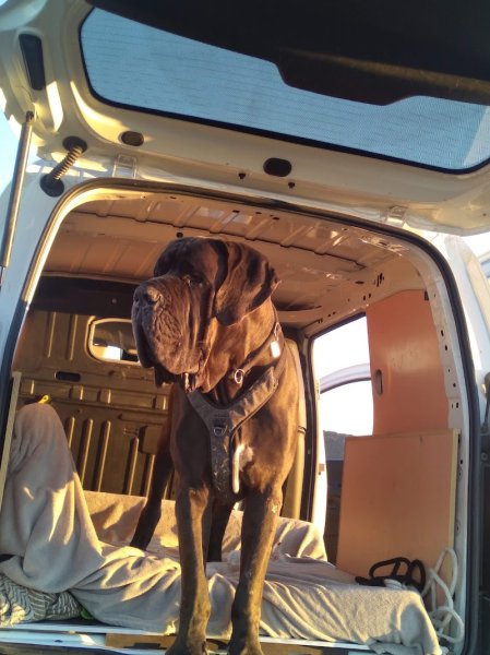 Hélène VIGUIER - Comportementaliste, Éducateur canin - photo 3