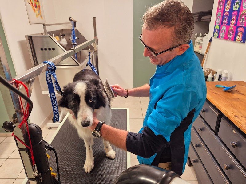 Beautiful Dog - photo 2