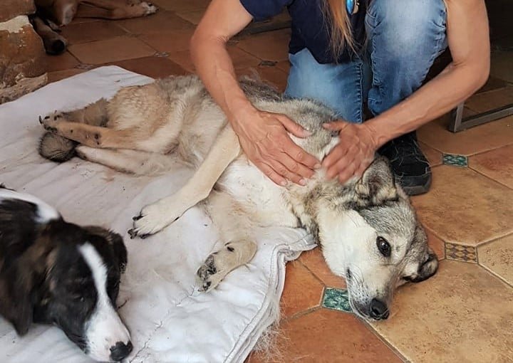 massage canin cynosophie