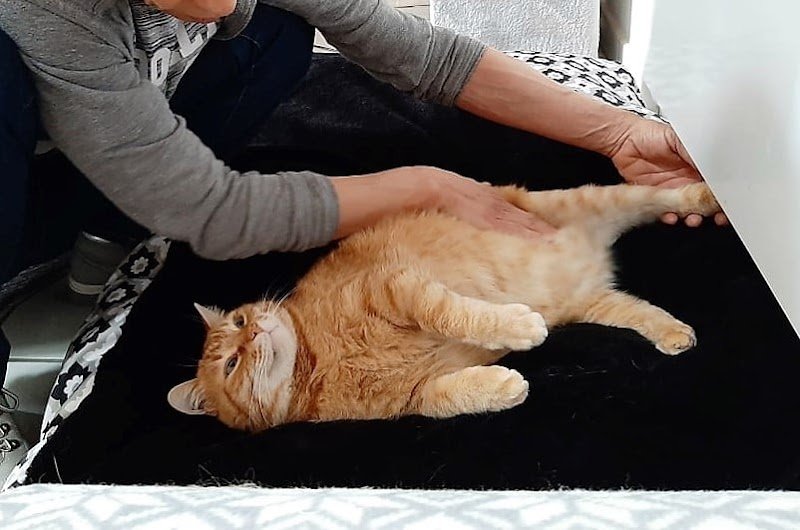 massage canin cynosophie - photo 2