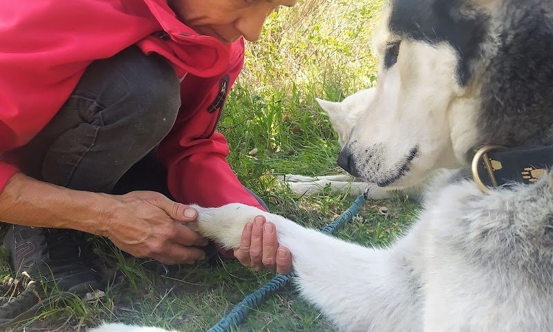 massage canin cynosophie - photo 3