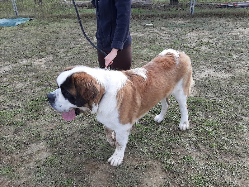 LAURENCE BOYER EDUCATION CANINE