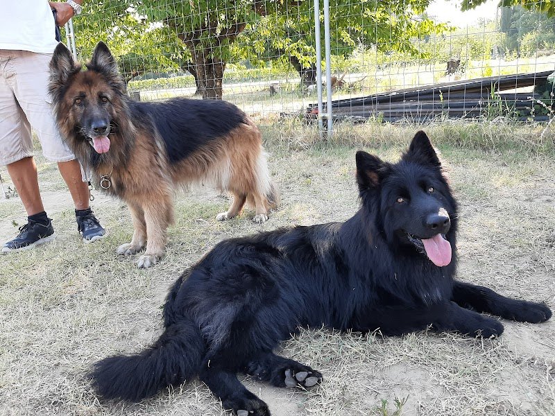 LAURENCE BOYER EDUCATION CANINE - photo 2