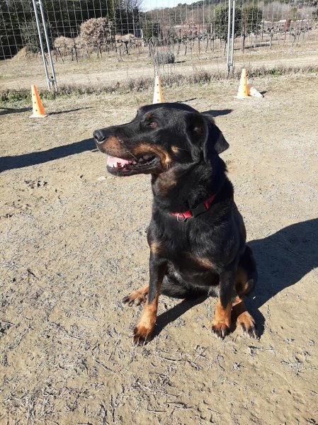 LAURENCE BOYER EDUCATION CANINE - photo 3