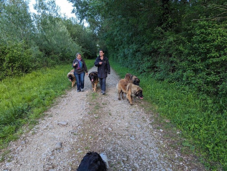Patte à patte, éducation et médiation canine Drôme (26) Ardèche (07) - photo 1