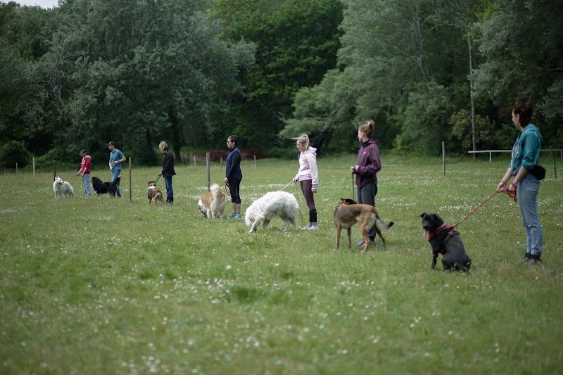 Patte à patte, éducation et médiation canine Drôme (26) Ardèche (07) - photo 2
