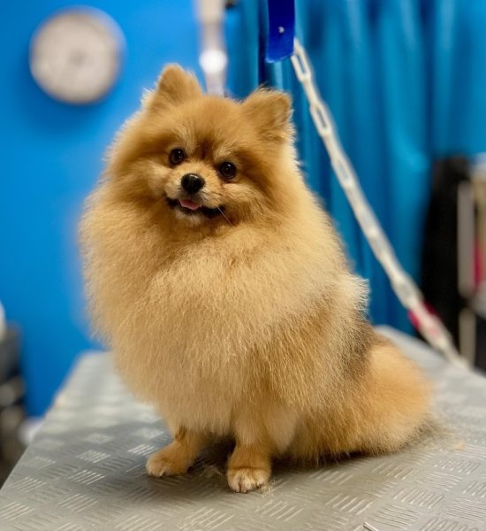 ESPRIT CANIN - photo 2