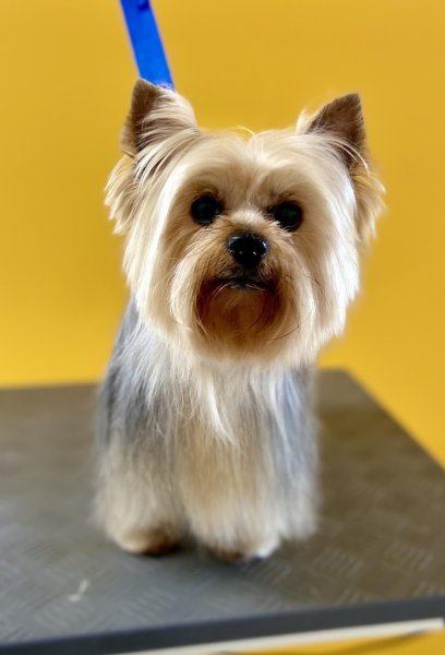 ESPRIT CANIN - photo 3