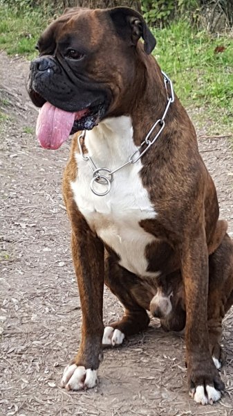 SALE CABOT (Rémy SIMON) Educateur comportementaliste canin