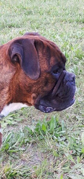 SALE CABOT (Rémy SIMON) Educateur comportementaliste canin - photo 2