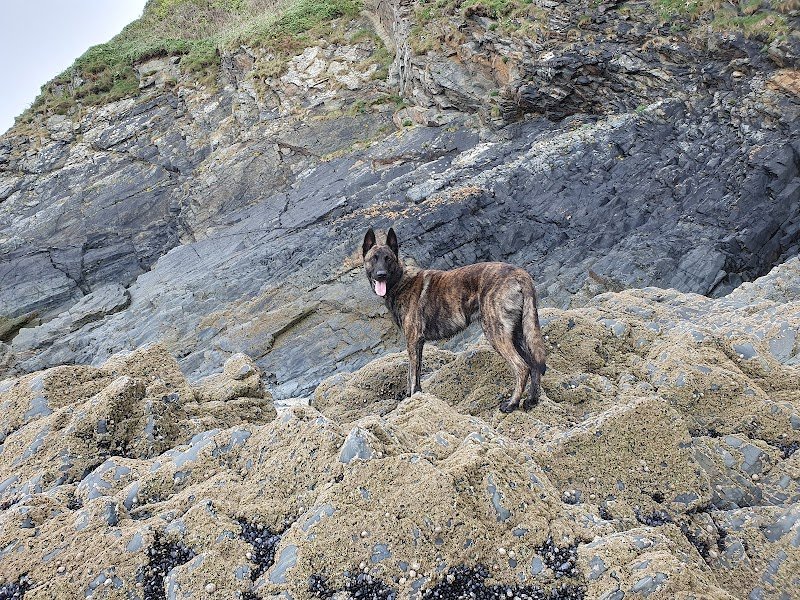 SALE CABOT (Rémy SIMON) Educateur comportementaliste canin - photo 3