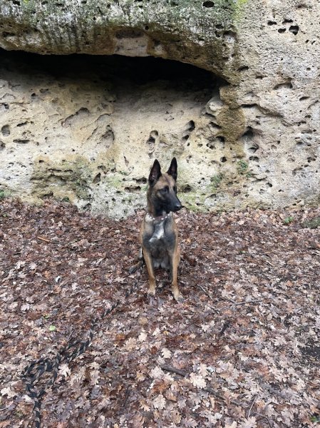 Centre canin du Ventoux - photo 3