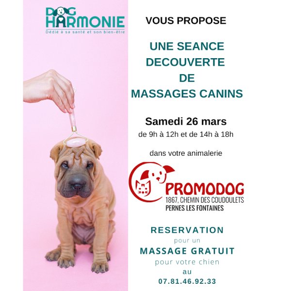 Dog Harmonie - photo 3