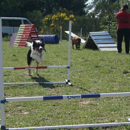 Club Canin Camaret - Travaillan