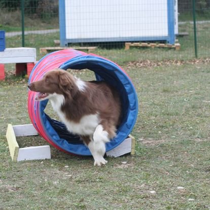 Club Canin Camaret - Travaillan - photo 2