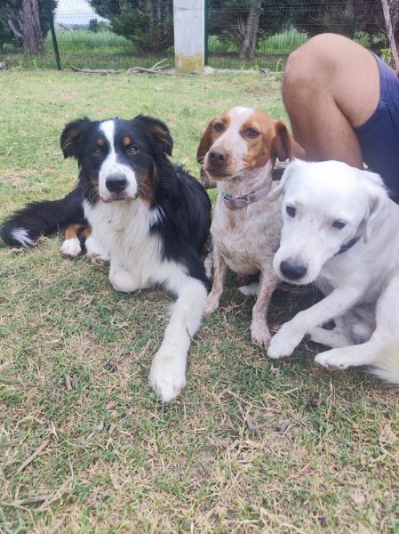 Help Educanine - photo 2