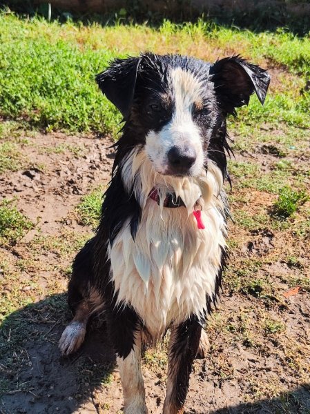 Help Educanine - photo 3