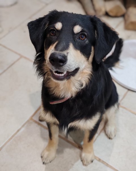 Elo Bien-être Animalier | Pension familiale canine, toilettage canin, massage canin, éducation canine