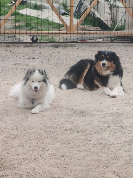 Elo Bien-être Animalier | Pension familiale canine, toilettage canin, massage canin, éducation canine - photo 2