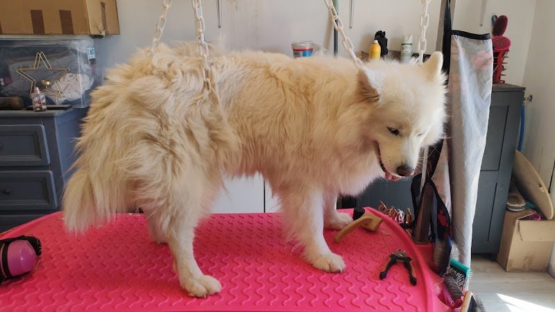 Elo Bien-être Animalier | Pension familiale canine, toilettage canin, massage canin, éducation canine - photo 3