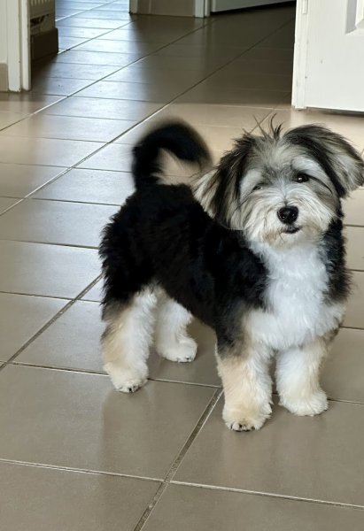 Anne Educ - Éducatrice canine à domicile/extérieur et sur terrain - pension à domicile - Aubignan - photo 1