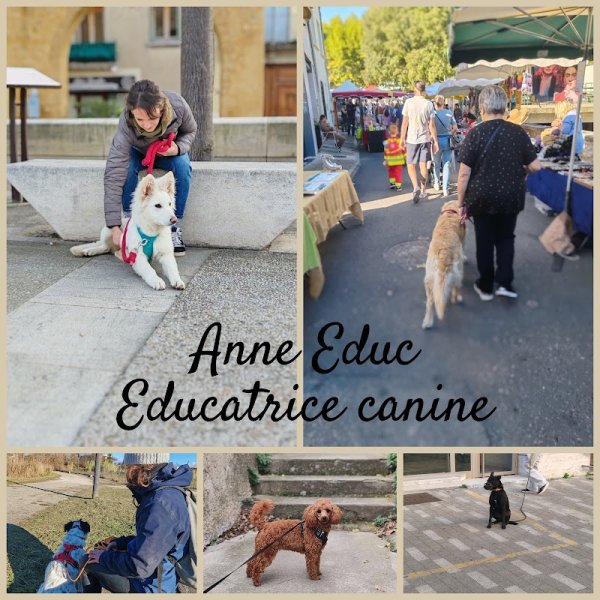 Anne Educ - Éducatrice canine à domicile/extérieur et sur terrain - pension à domicile - Aubignan - photo 3