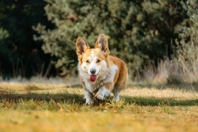 La Zone Canine : Pension Canine - Éducation - Loisirs