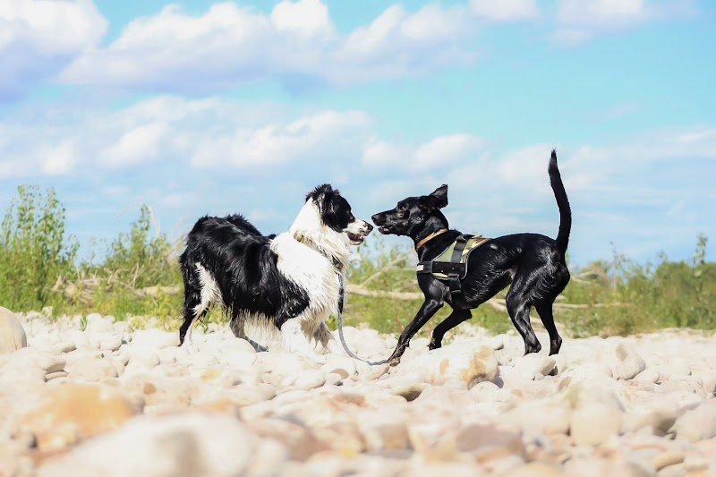 La Zone Canine : Pension Canine - Éducation - Loisirs - photo 2