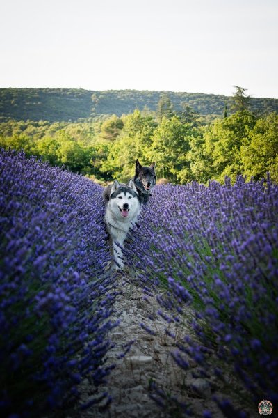 The Wild Wolves - Pension canine - Comportementaliste - Éducation