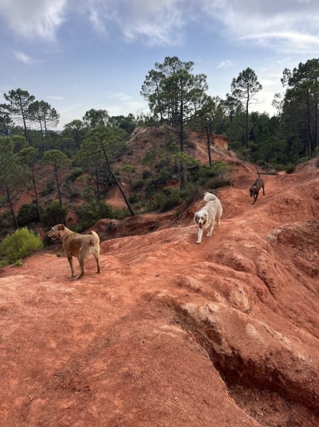The Wild Wolves - Pension canine - Comportementaliste - Éducation - photo 2