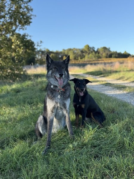 The Wild Wolves - Pension canine - Comportementaliste - Éducation - photo 3